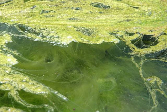 Comment gérer les algues en hydroponie ?