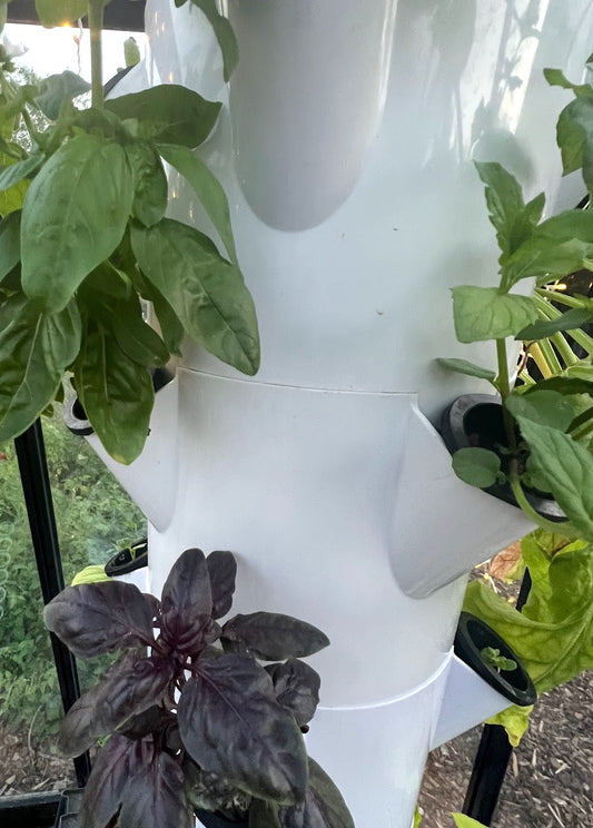 Démarrez votre potager hydroponique avec ces plantes faciles !