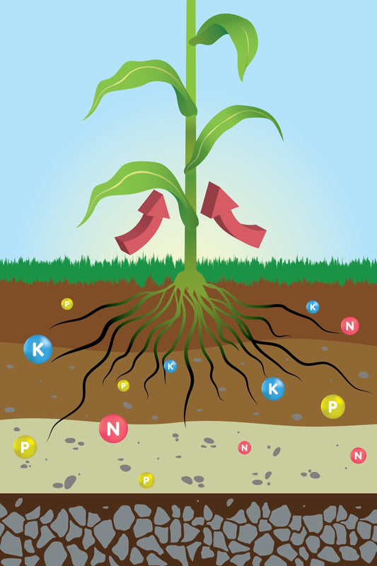Pourquoi l'hydroponie n'est pas "chimique" : comprendre les nutriments minéraux.