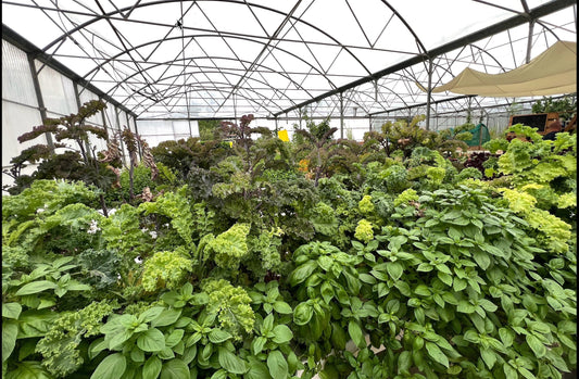 Hydroponie VS aquaponie VS bioponie VS aéroponie : quatre soeurs pour une révolution verte : hydroponie, aquaponie, bioponie et aéroponie expliquées