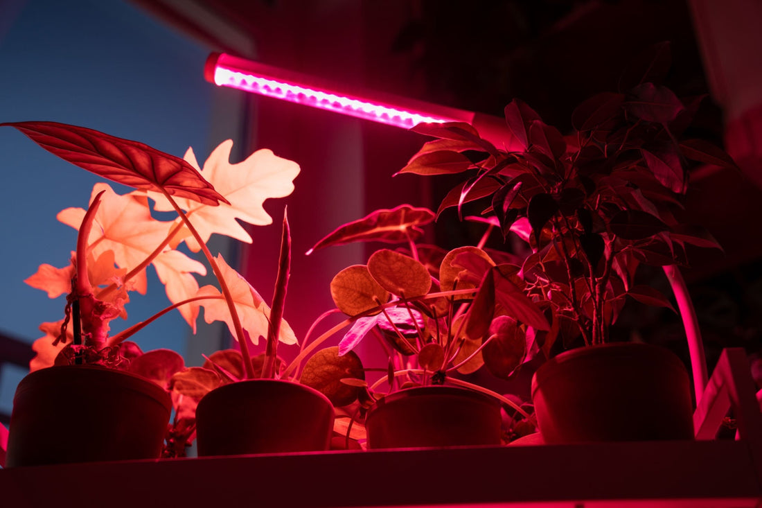 Mieux comprendre les spectres de la lumière pour l'hydroponie