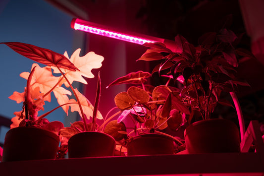 Mieux comprendre les spectres de la lumière pour l'hydroponie