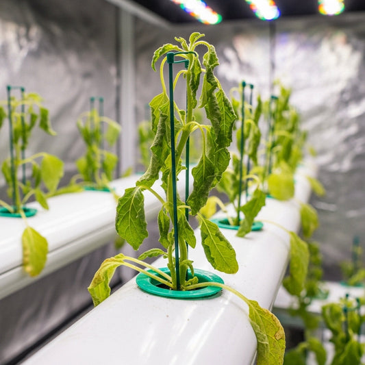 Le potentiel caché de la culture hors sol : surmonter les limites physiologiques des plantes