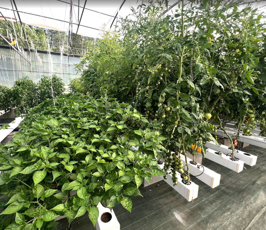 La protection des plantes en hydroponie : le secret du système fermé