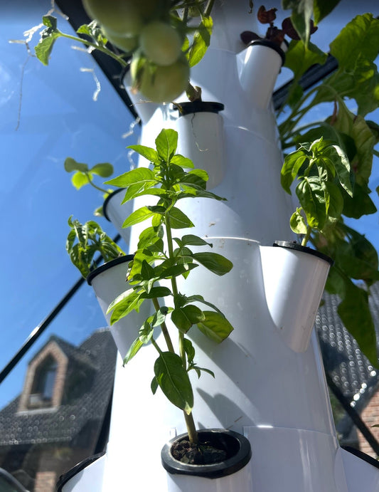Le guide essentiel pour une croissance et une floraison réussies