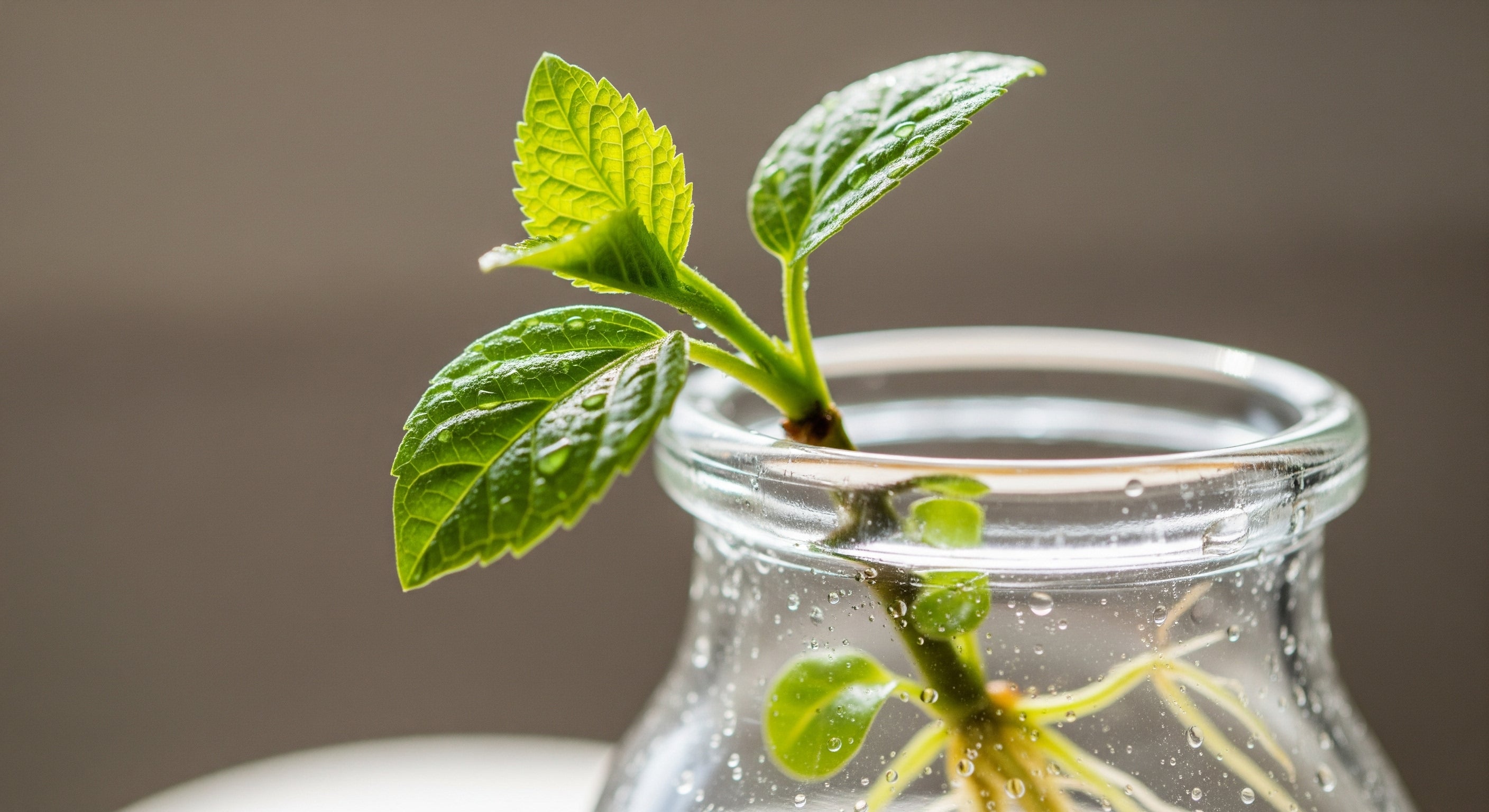 Le rôle crucial d'un produit racinaire en hydroponie