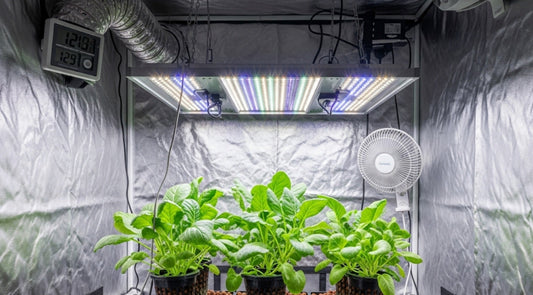 Le sanctuaire de la germination : comment la chambre de culture transforme vos semis