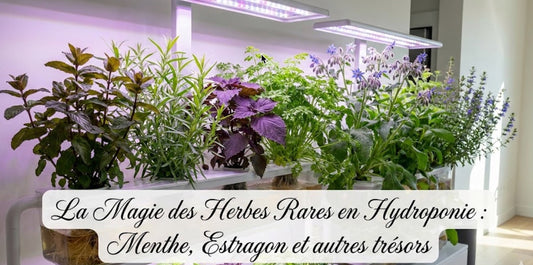 La magie des herbes rares en hydroponie : menthe, estragon et autres trésors