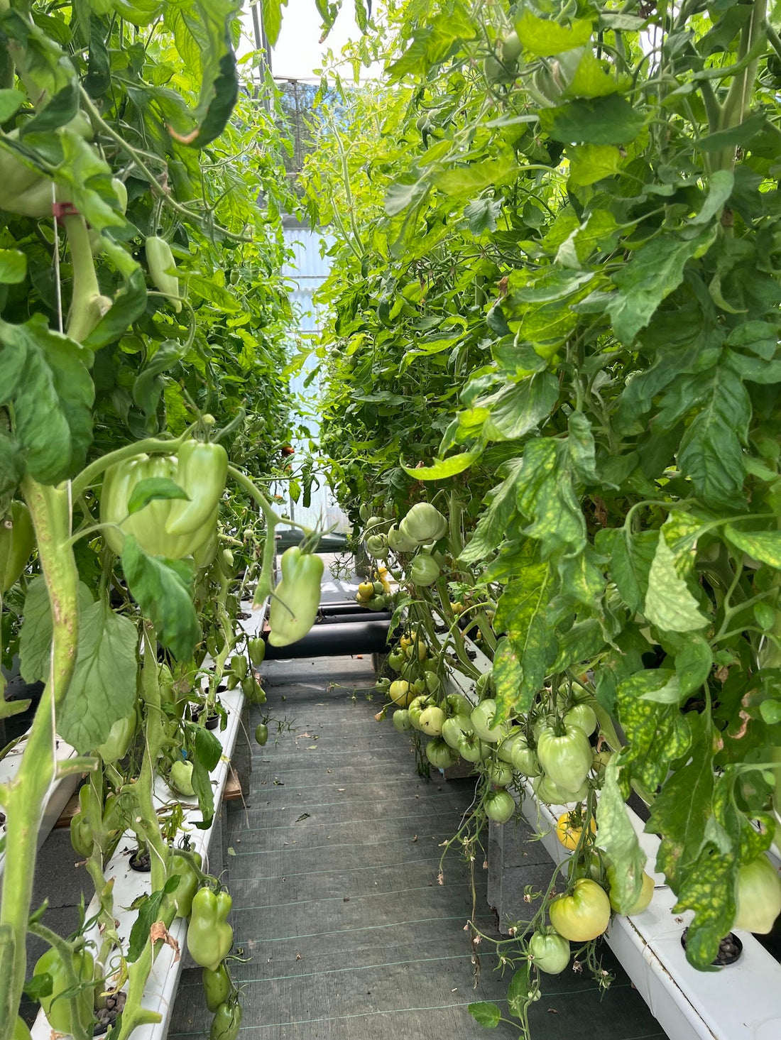La bioponie indoor : cultiver du vivant sans une once de terre