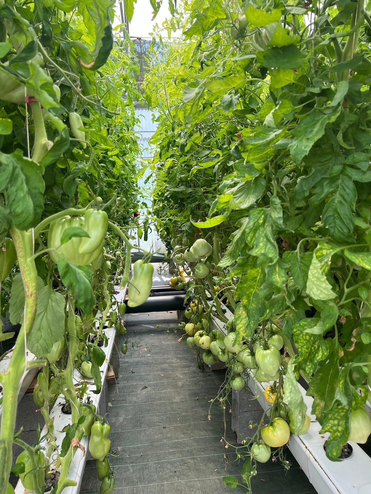 La bioponie indoor : cultiver du vivant sans une once de terre