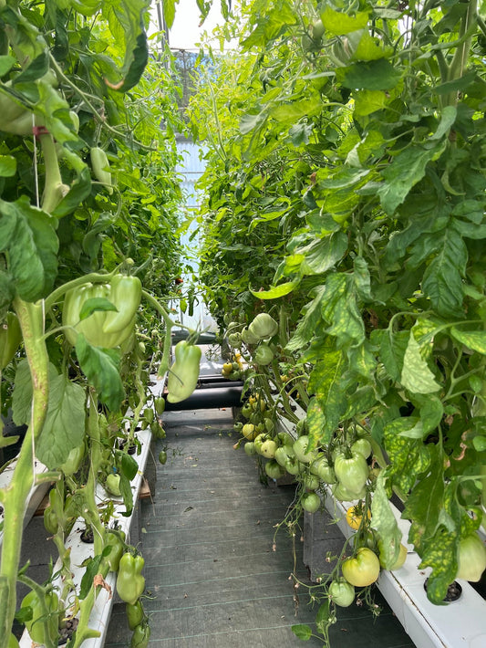 La bioponie indoor : cultiver du vivant sans une once de terre