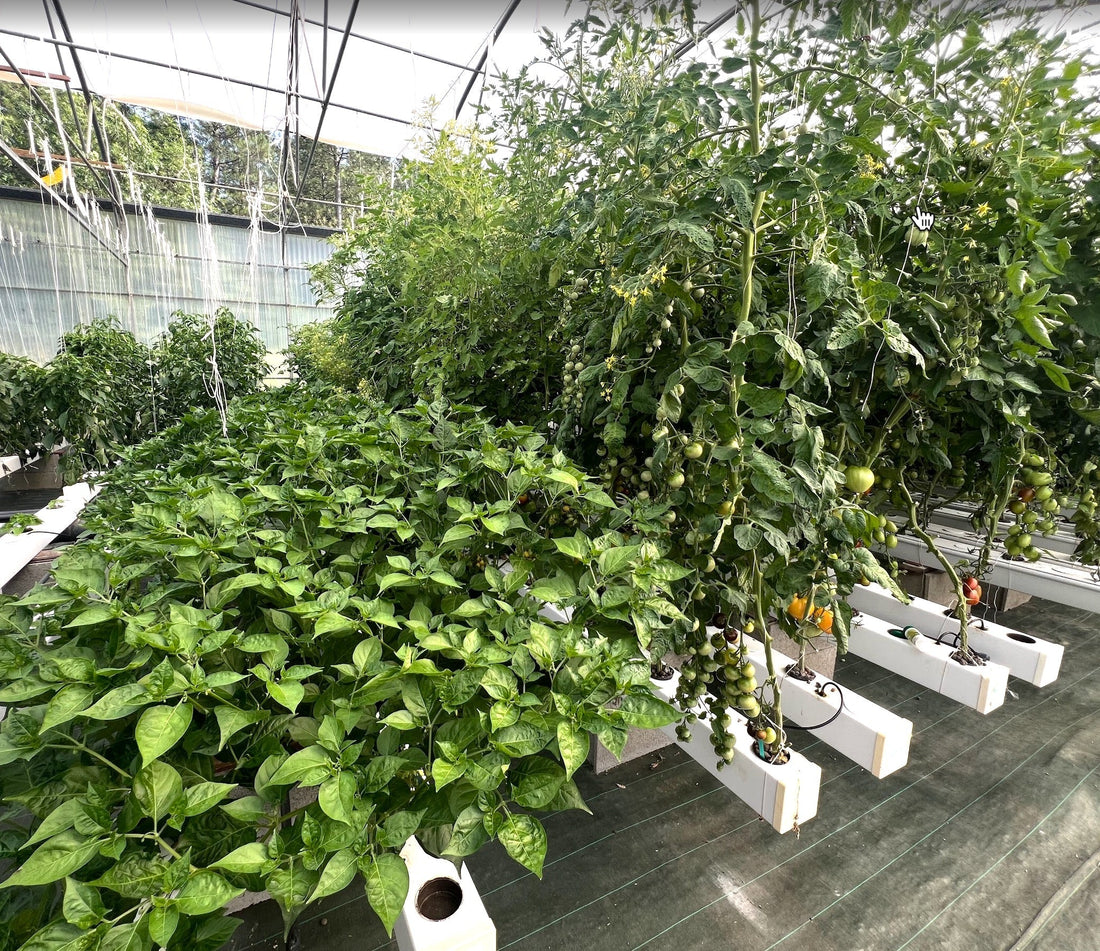 La protection des plantes en hydroponie : le secret du système fermé