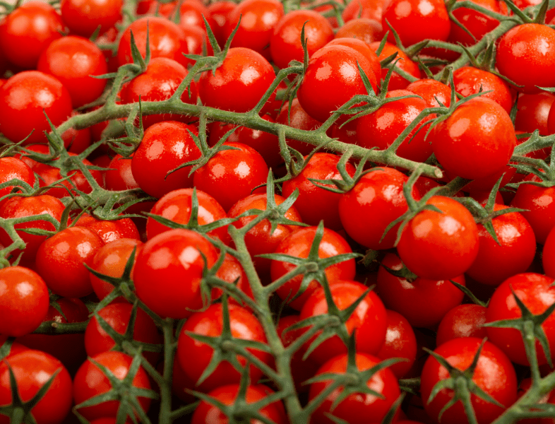 Faire pousser des tomates cerise en hydroponie verticale ?